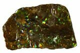 Iridescent Ammolite (Fossil Ammonite Shell) - Alberta, Canada #156804-1